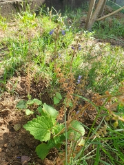 Plectranthus parvifolius