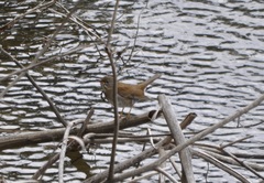 Turdus pallidus