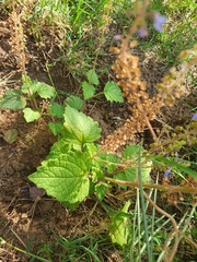 Plectranthus parvifolius