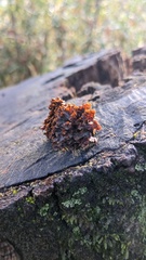 Xylobolus spectabilis