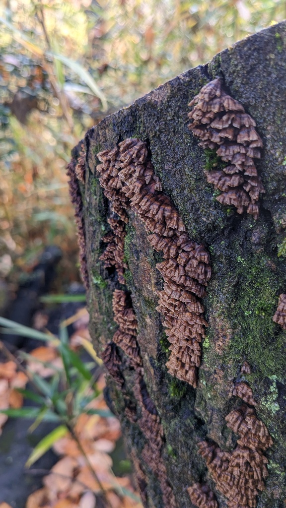 Xylobolus spectabilis · December 2022 · photo: © atsushi_nakajima_cirque (iNaturalist, cc-by)