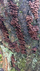 Xylobolus spectabilis