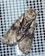 Acronicta alni