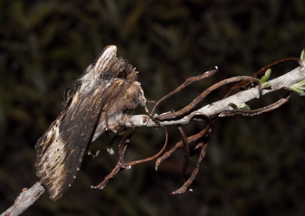 Calocucullia