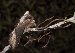 Calocucullia celsiae