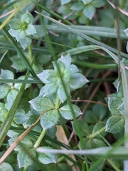Sherardia arvensis