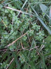 Sherardia arvensis