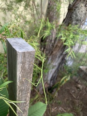 Anchiale austrotessulata