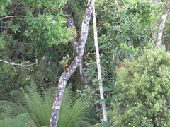 Ramphastos dicolorus