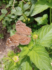 Junonia natalica