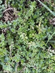 Sherardia arvensis