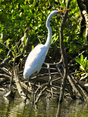 Ardea alba