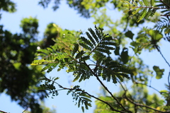 Albizia adianthifolia adianthifolia