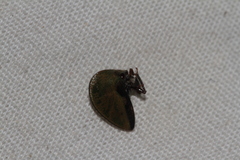 Smiliinae
