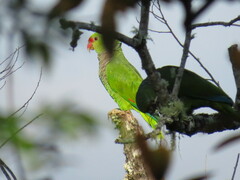 Amazona vinacea