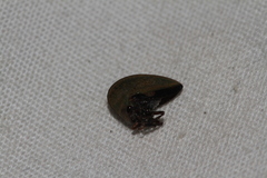 Smiliinae