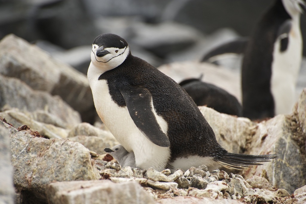 Chinstrap Penguin