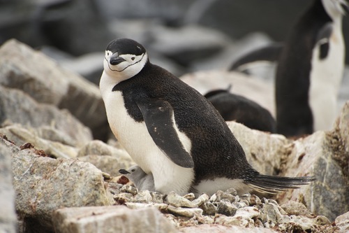 Chinstrap Penguin