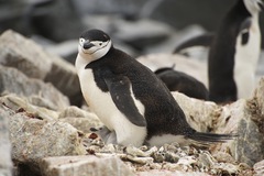 Chinstrap Penguin photo 3