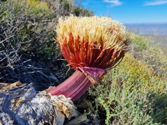 Boophone haemanthoides