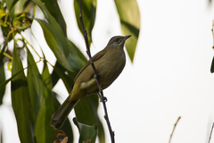 Pycnonotus conradi