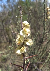 Bougainvillea spinosa