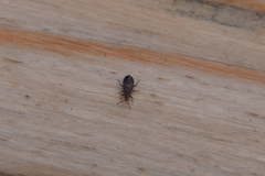 Oxycarenidae