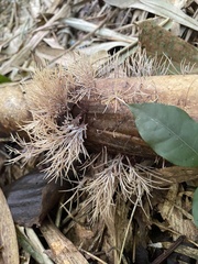 Pterulicium xylogenum