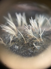 Pterulicium xylogenum