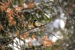 Parus major
