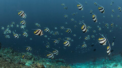 Heniochus diphreutes