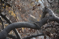 Streptopelia senegalensis cambayensis