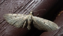 Eupithecia