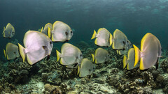 Platax boersii