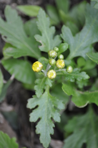 Chrysanthemum (Dendranthema indicum)