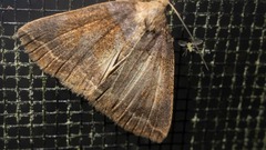 Zanclognatha laevigata