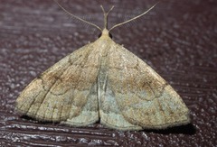 Phalaenostola metonalis