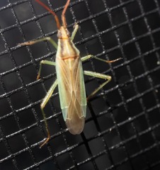 Stenodema trispinosum