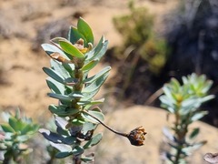 Euryops lateriflorus
