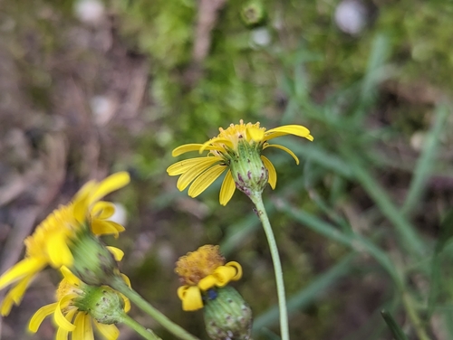 Narrow-leaved ragwort (Senecio inaequidens)