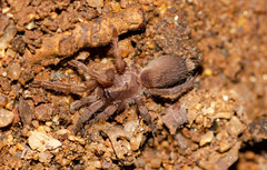 Chilobrachys