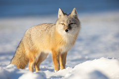 Vulpes corsac