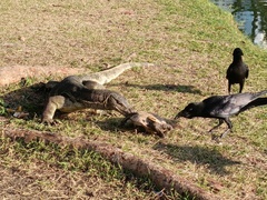 Corvus macrorhynchos levaillantii