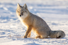 Vulpes corsac