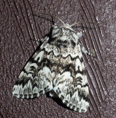 Panthea acronyctoides