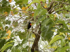 Chalcomitra senegalensis