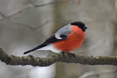 Pyrrhula pyrrhula