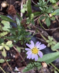 Symphyotrichum simmondsii
