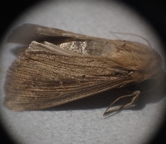 Leucania loreyi
