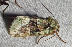 Lacinipolia explicata